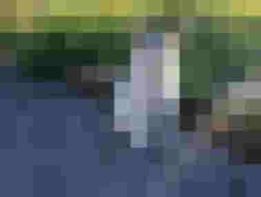 Katze sitzt auf dem Weg, umgeben von bunten Blumen im Hinterburghof, Saalfelden.